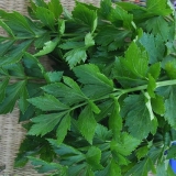 Možete li jesti lišće celera